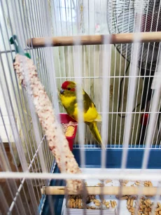 Попугай Какарик