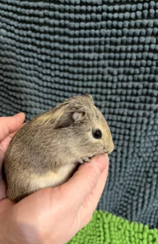 Морская свинка самка