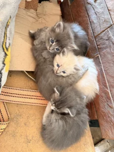 Котята