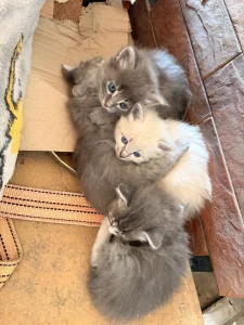 Котята