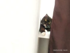 Вислоухая кошка