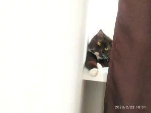 Вислоухая кошка