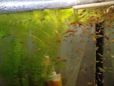 Рыбки Гиппи