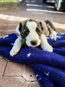 Продаются щенки алабая (бронь)