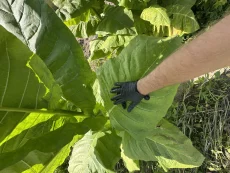 Семена табака, лист