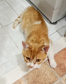 Отдам рыжего котика