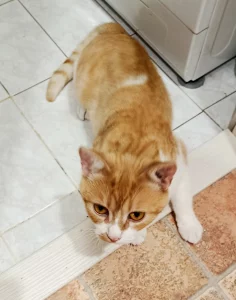 Отдам рыжего котика