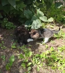 Котята ищут дом, мальчик и девочка 2 месяца
