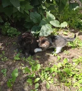 Котята ищут дом, мальчик и девочка 2 месяца