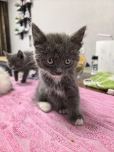 Котята срочно ищут дом
