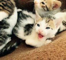 Котята бесплатно