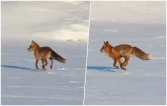 Две лисы на замёрзшей Березине в районе ул. Береговой в Бобруйске. Фото, видео