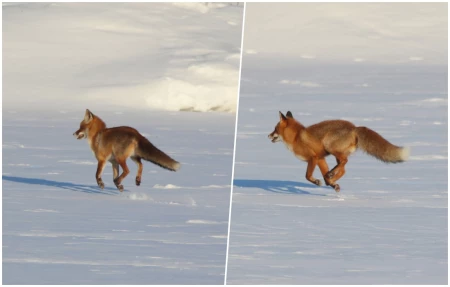 Две лисы на замёрзшей Березине в районе ул. Береговой в Бобруйске. Фото, видео
