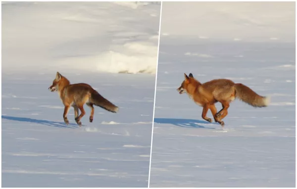Две лисы на замёрзшей Березине в районе ул. Береговой в Бобруйске. Фото, видео