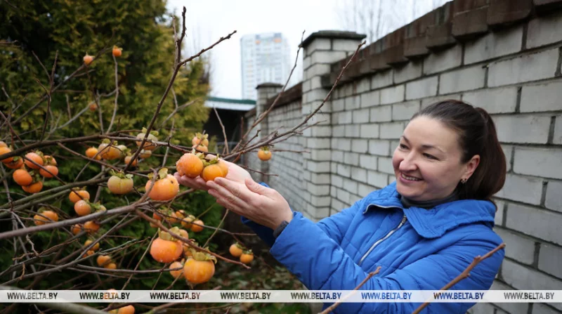 Как бобруйчанка 