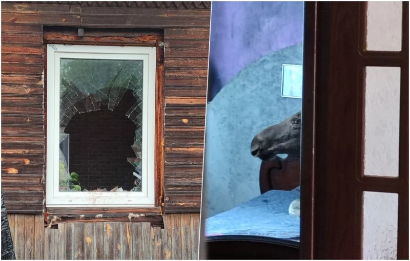В окно жилого дома на Скрипочке запрыгнул лось. Что это было? BOBR.BY узнал в природоохране