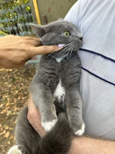 Кот мальчик найден
