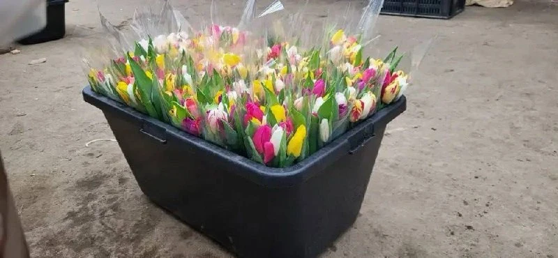 Как студенты БГАЭК поздравляли сотрудниц ЖКХ с 8 Марта