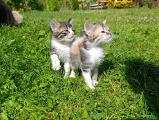 Котята