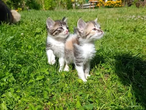 Котята