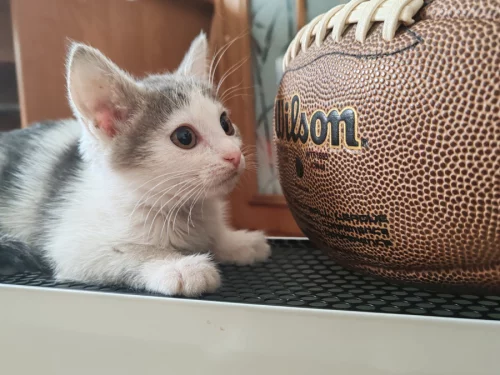 Котенок