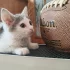 Котенок