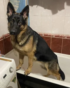 Щенки немецкой овчарки