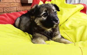 Девчонки ищут дом