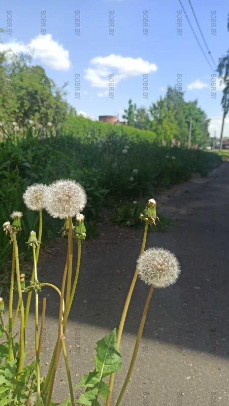 Одуванчики переоделись. Комсомольская