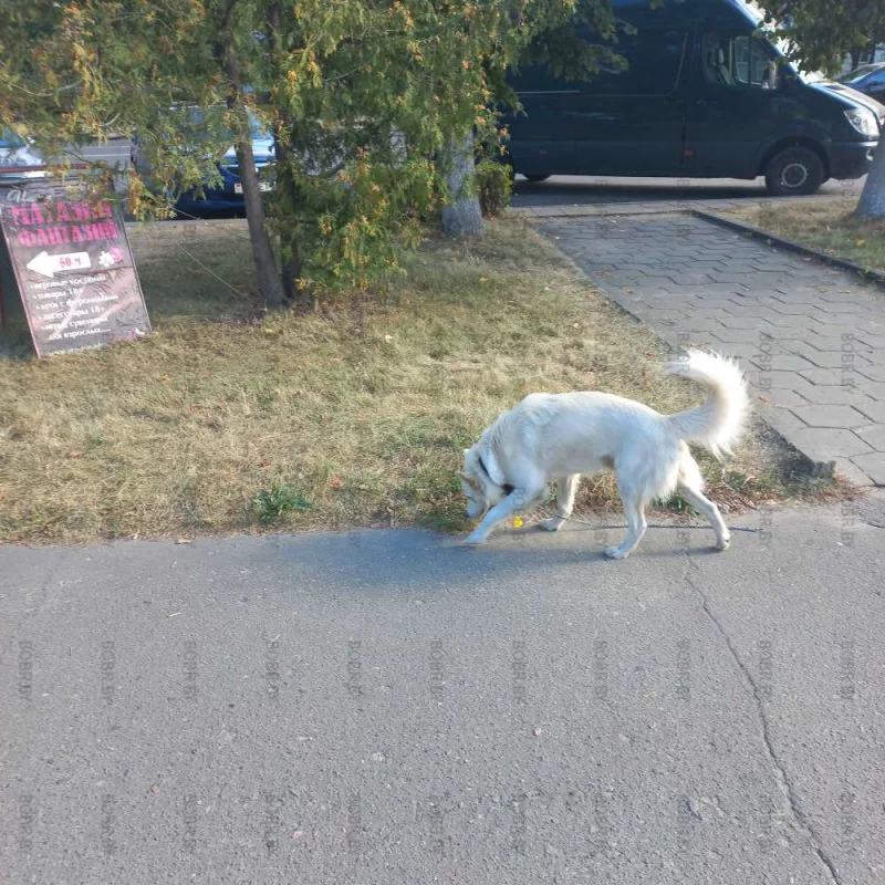 Потерянный пёс. 