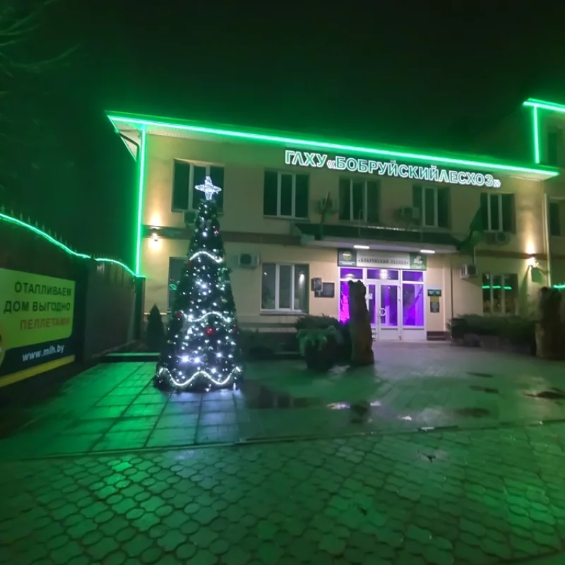 Новоглдняя ель боьруйского лесхоза