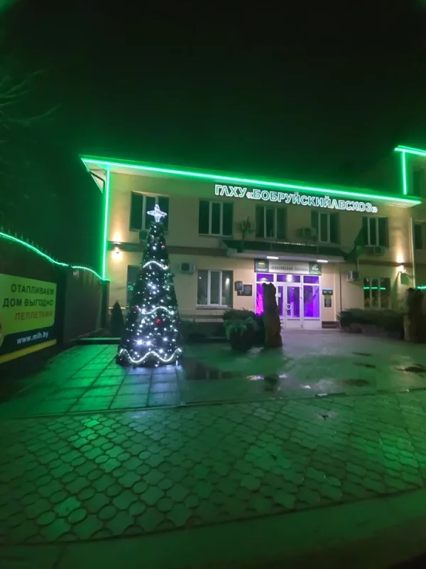 Новоглдняя ель боьруйского лесхоза