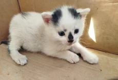 Котенок ищет дом
