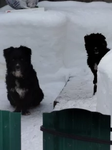 Сладкий Финик в самые добрые руки