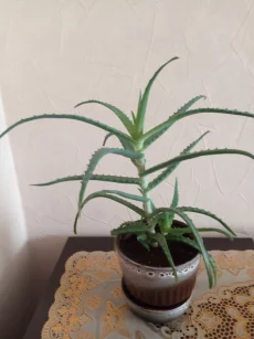 Алоэ столетник