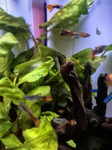 Рыбки гуппи