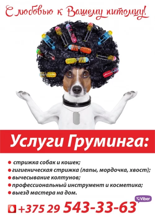 Стрижка собак и котов с выездом на дом. Груминг-стрижка-тримминг