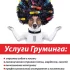 Стрижка собак и котов с выездом на дом. Груминг-стрижка-тримминг