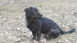 Пропал пёс.