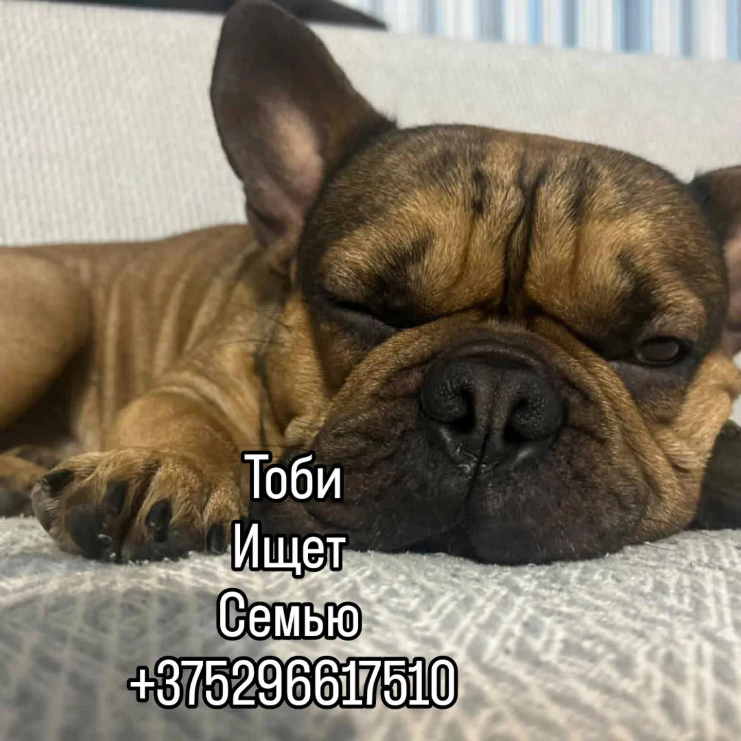 Французский бульдог ищет дом