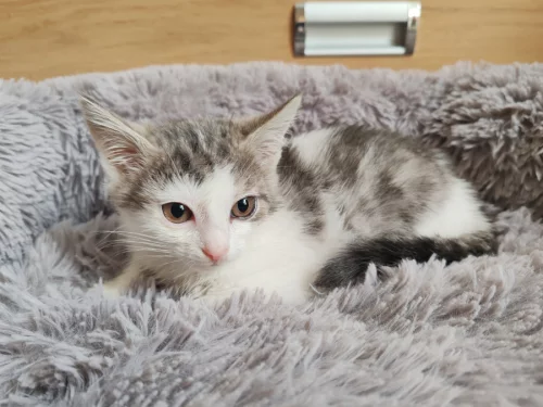 Котенок