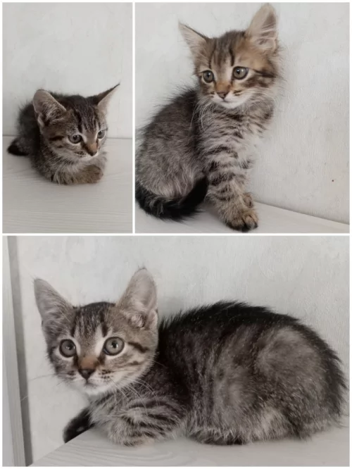 Котёнок