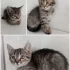 Котёнок