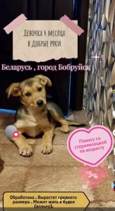 Щееок-девочка ищет дом