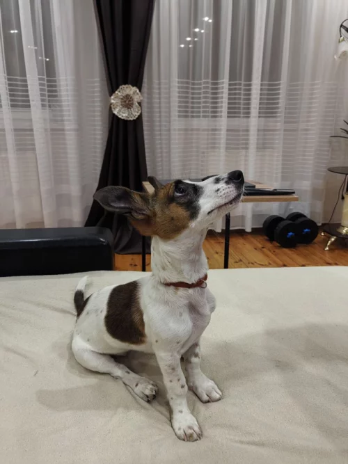 В добрые руки