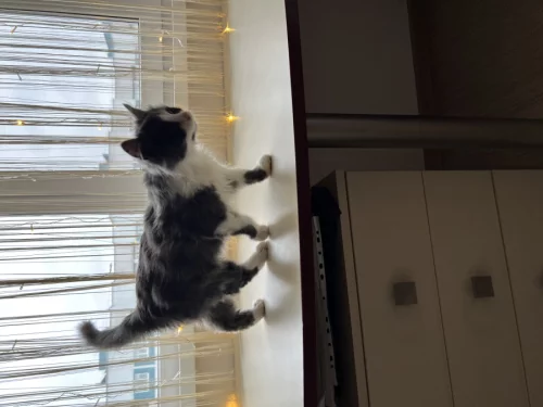 Пушистая кошечка- хвостик