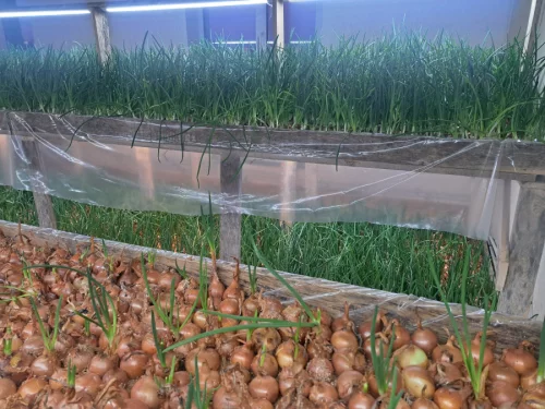 Зелёный лук 17р. кг