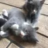 Два котика в добрые руки
