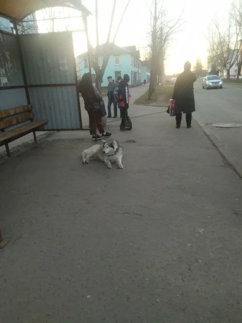 Собака хаски ждет на остановке Парковая