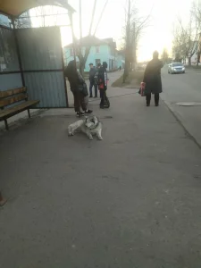 Собака хаски ждет на остановке Парковая